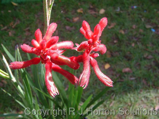 Kangaroo paw Bush Fury